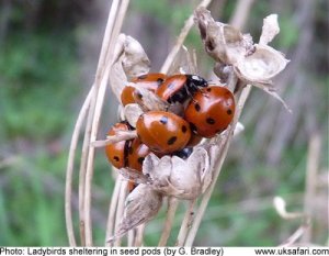 Ladybirds huddled in seed pods
