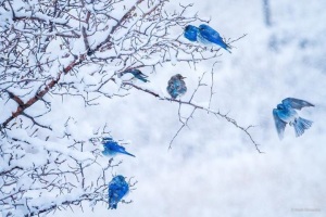Some bold and brave blue birds during Whimsy Wood's snowstorm !