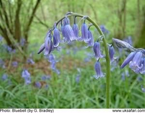 Are you ready for the Bluebell Bonnet Parade in Whimsy Wood this May?!