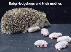 Mummy Hedgehog And Her Hoglets! 😊