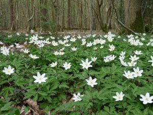 White Wood Anemones a Growing In Whimsy Wood