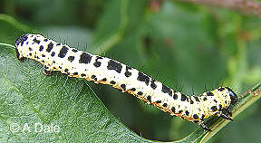 Meet 'Mustard The Magpie Moth Caterpillar'!